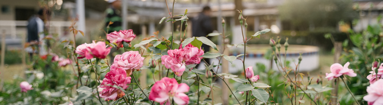 Flowers at DBLM 2