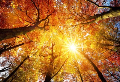 Autumn.jpg