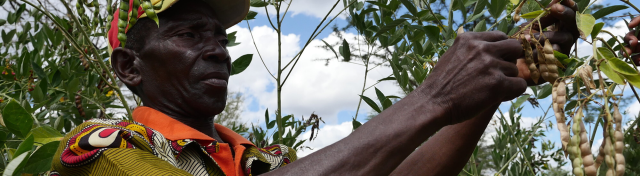 Mozambique farming