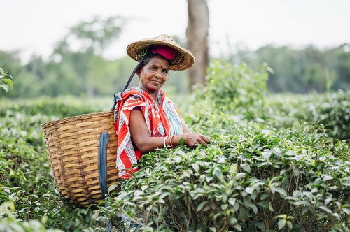 Aloka is picking tea, with her basket on her back.